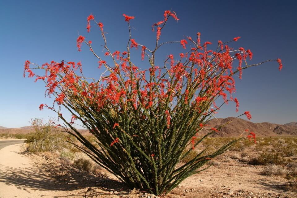 Пустельна флора - фук’єрія або окотілло (Fouqueieria)