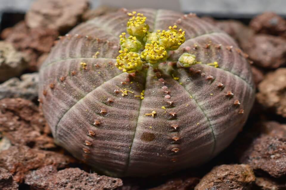 Рослини пустелі - молочай товстий (Euphorbia obesa)