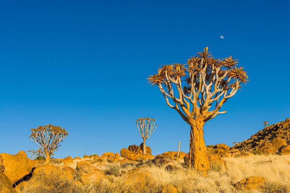 Рослини пустелі – фото, назви, опис