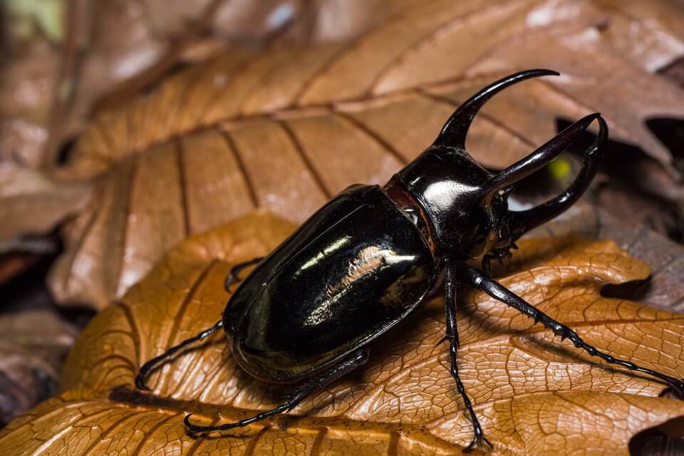 Кавказький жук (Chalcosoma chiron) – один з найбільших жуків Азії