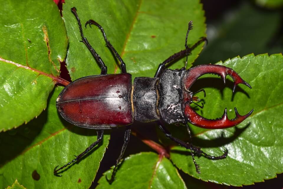 Найбільший жук України - Рогач звичайний (Lucanus cervus)