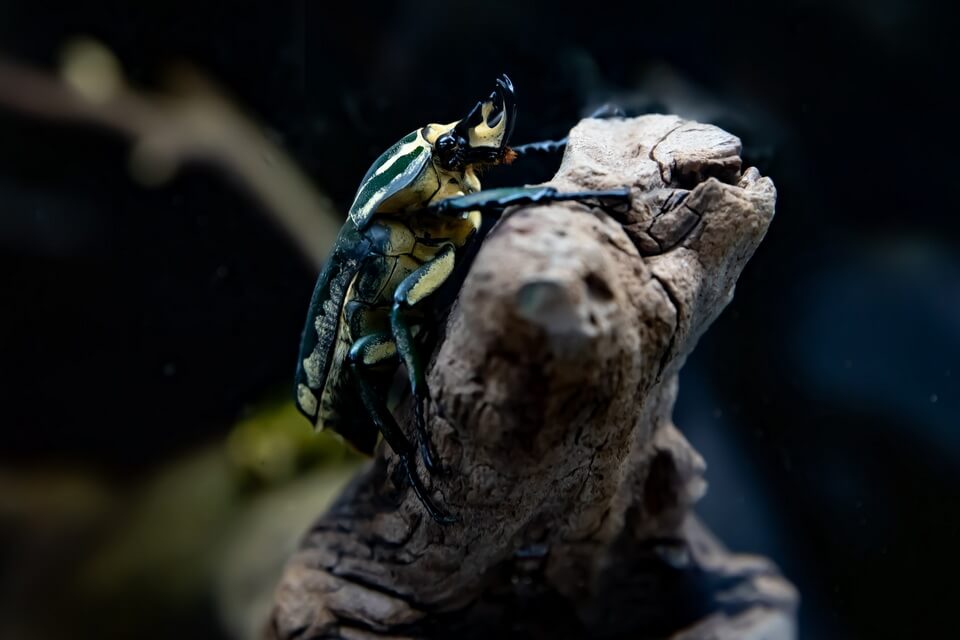 Найбільші жуки світу - Королівський голіаф (Coliathus regius)