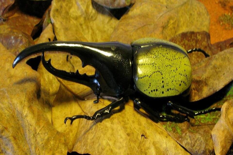 Найбільші жуки у світі - Жук-геркулес (Dynastes hercules)