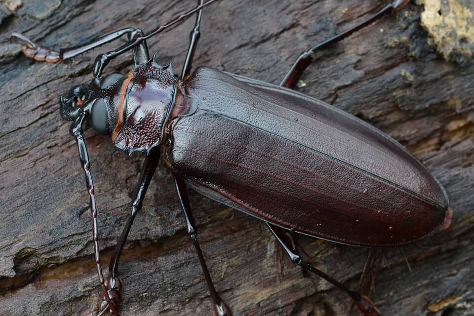 Найбільший жук у світі - Вусач-титан велетенський (Titanus giganteus)