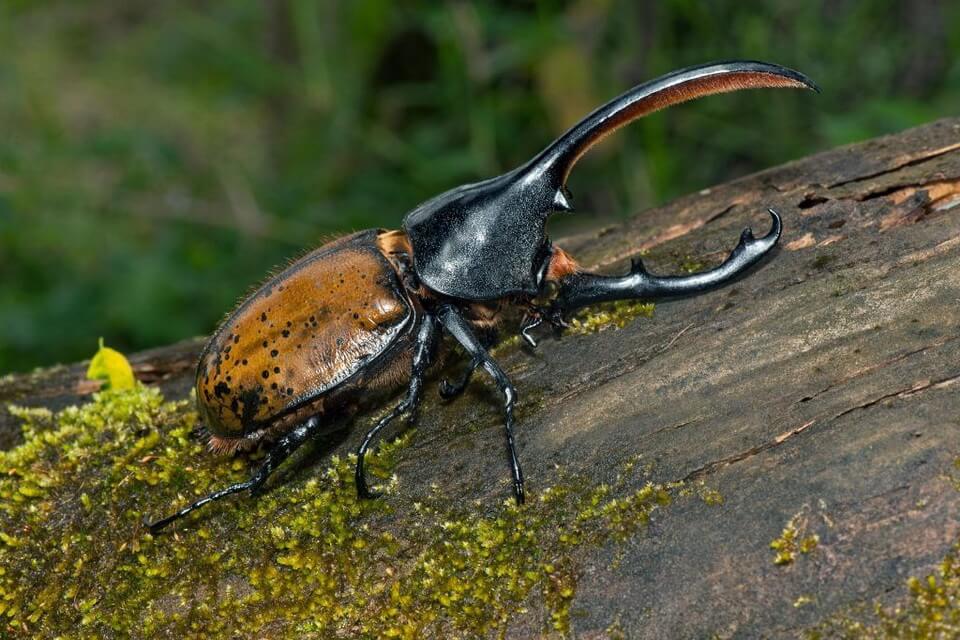 Найбільші жуки у світі – фото, назви, опис