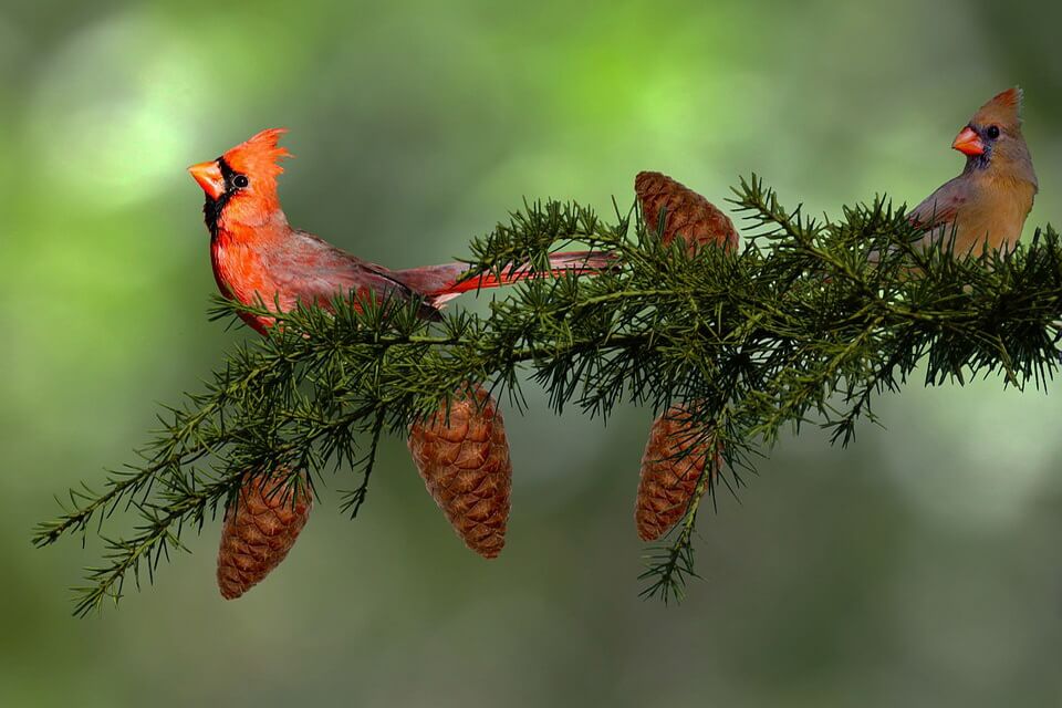 Червоні птахи з фото - Червоний кардинал (Cardinalis cardinalis)