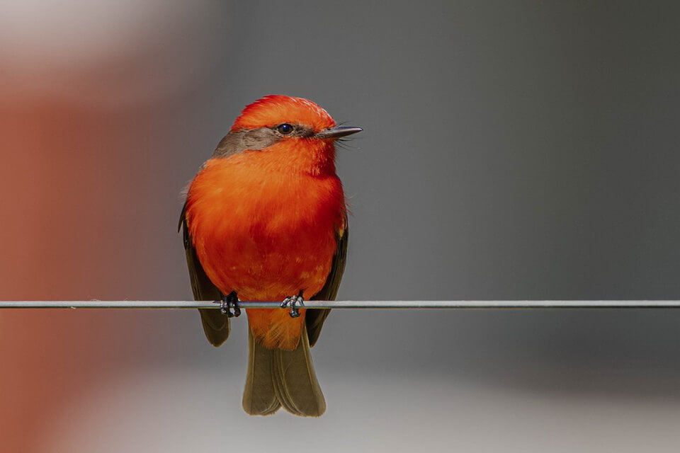 Птахи червоного кольору - вогнистий москверо (Pyrocephalus rubinus)