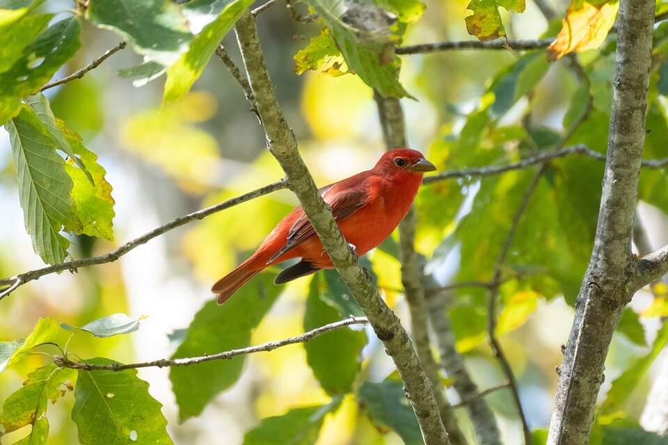 Червоні птахи з фото - Піранга пломениста (Piranga rubra)