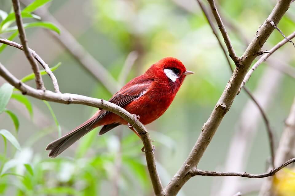 Червоні птахи з фото - Червоній білощокий (Cardellina rubra)