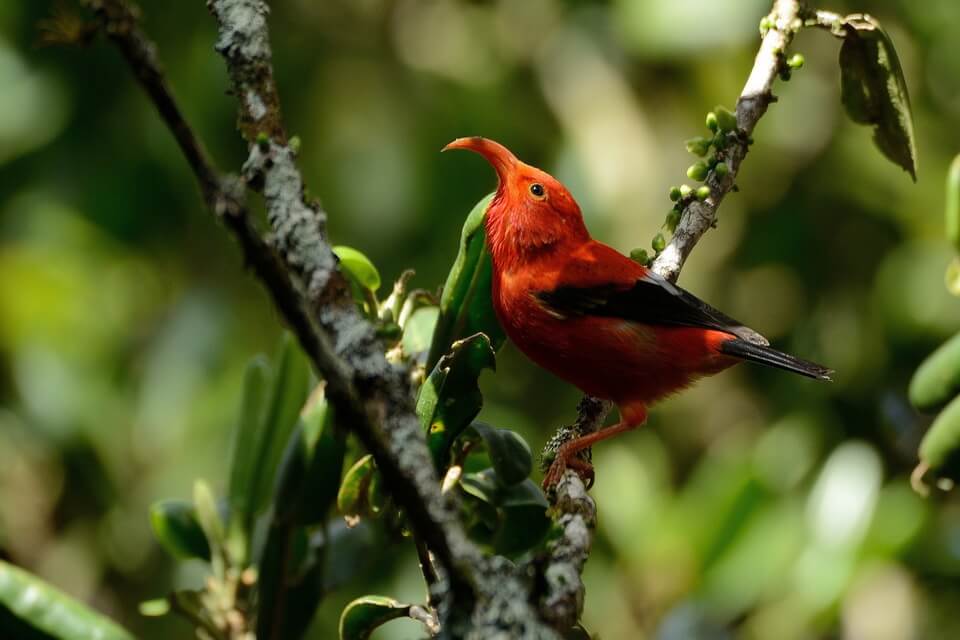 Червоні птахи з фото - іві (Drepanis coccinea)