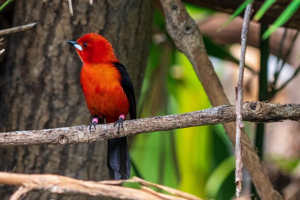 Червоні птахи - піранга сонцепера (Piranga flava)