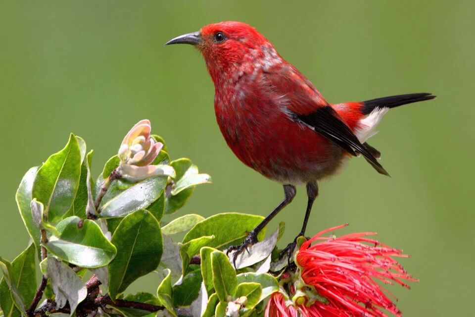 Червоні пташки з фото - Апапане карміновий (Himatione sanguinea)