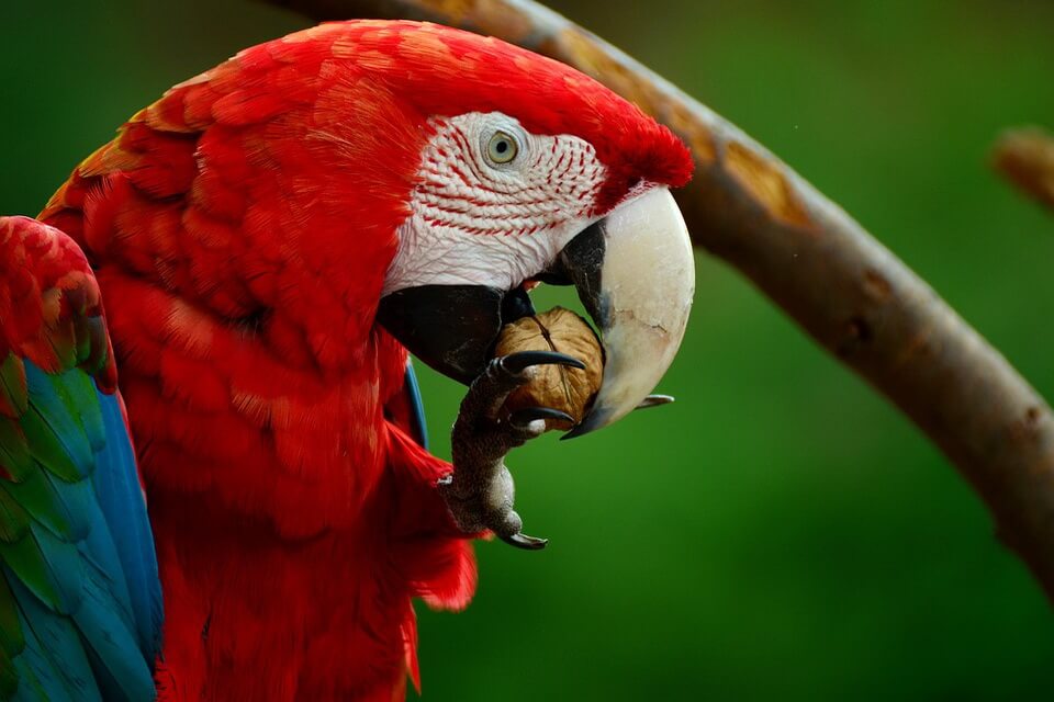 Червоні птахи - Ара червоний або араканга (Ara macao)