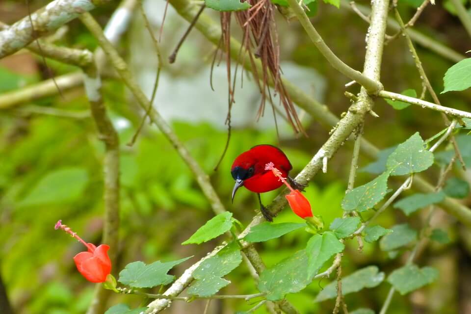 Червона пташка - сіпарая червона (Aethopyga siparaja)