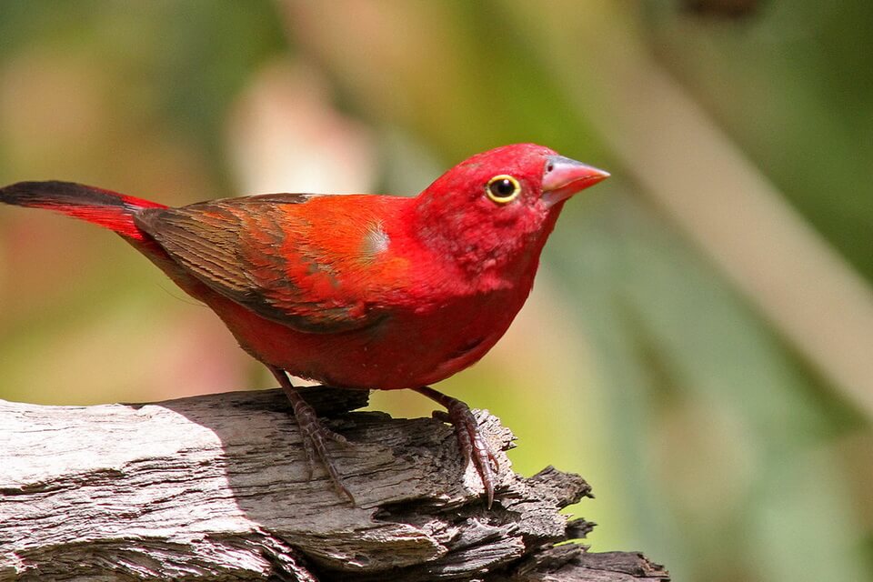 Червоні птахи з фото - Амарант червонодзьобий (Lagonosticta senegala)