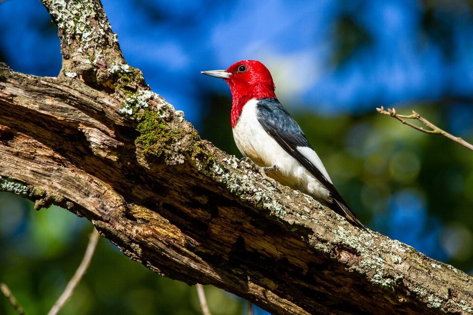Птах із червоною головою - Гіла червоноголова (Melanerpes erythrocephalus)