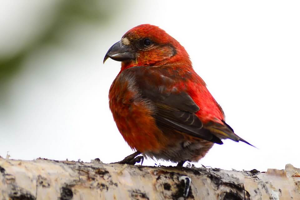 Птахи червоного кольору - Шишкар ялинковий (Loxia curvirostra)