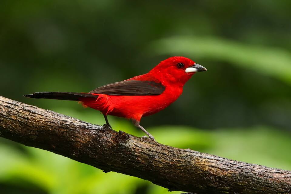 Птахи червоного кольору - Тапіранга бразильська (Ramphocelus bresilia)
