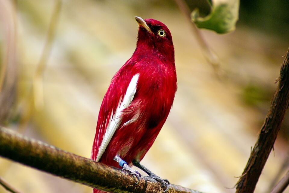 Червоні пташки з фото - Котинга-білокрил амарантова (Xipholena punicea)