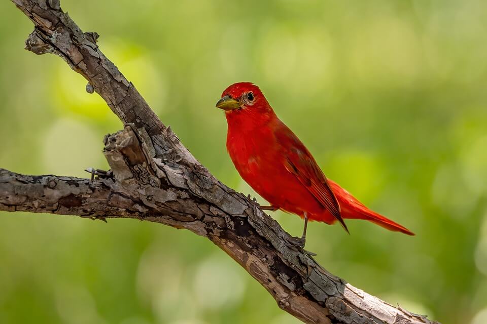 Червоні птахи – фото, назви, опис