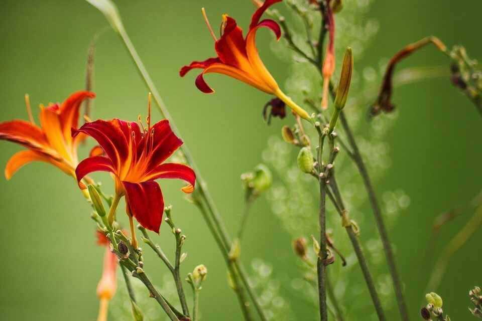 Ранні літні квіти - лілійник (Hemerocallis)