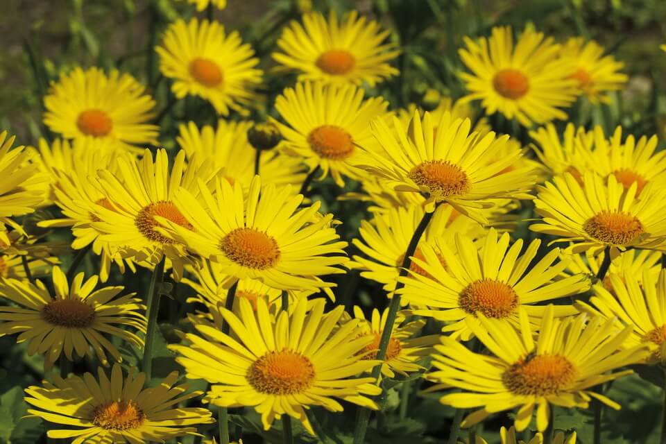 Літні квіти з фото - сугайник (Doronicum)