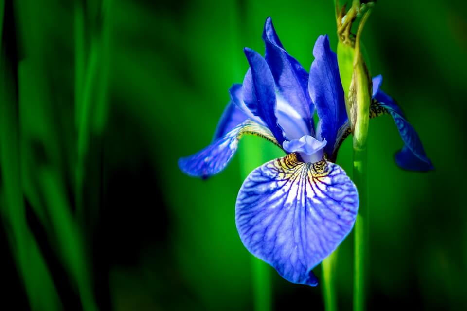 Ранні літні квіти - півники або ірис (Iris)