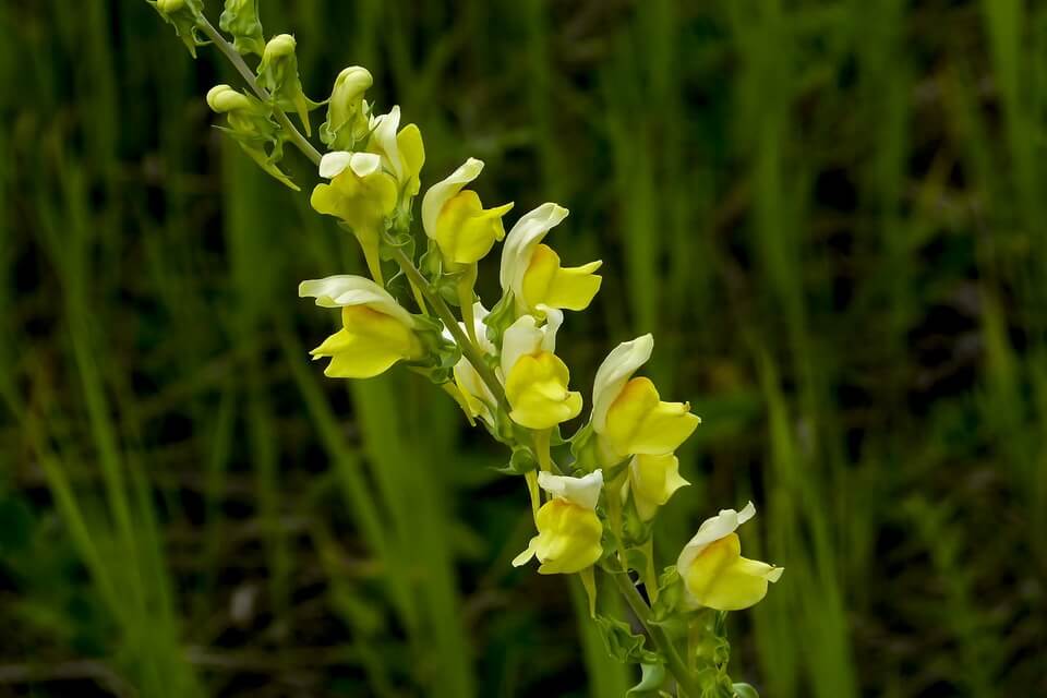 Літні квіти з фото - ротики (Antirrhinum)
