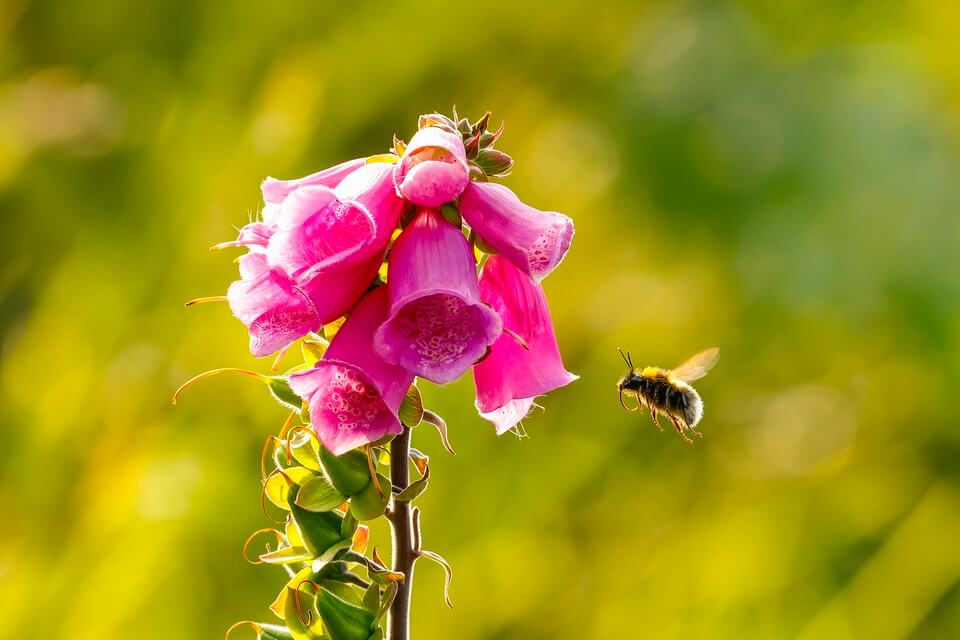 Літні квіти з фото - Наперсник/наперстянка пурпурова