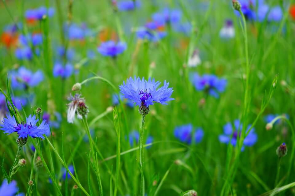 Квіти, що цвітуть від середини до кінця літа - волошки (Centaurea)