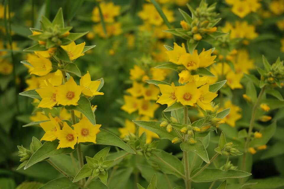Літні квіти з фото - вербозілля звичайне (Lysimschia vulgaris)