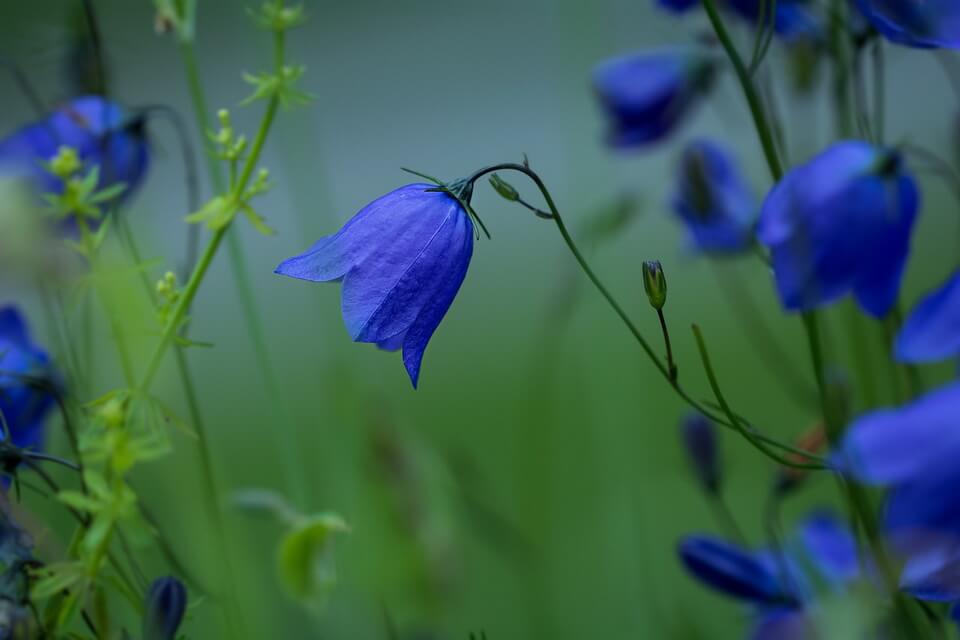 Літні квіти, що цвітуть протягом всього літа - дзвоники (Campanula)
