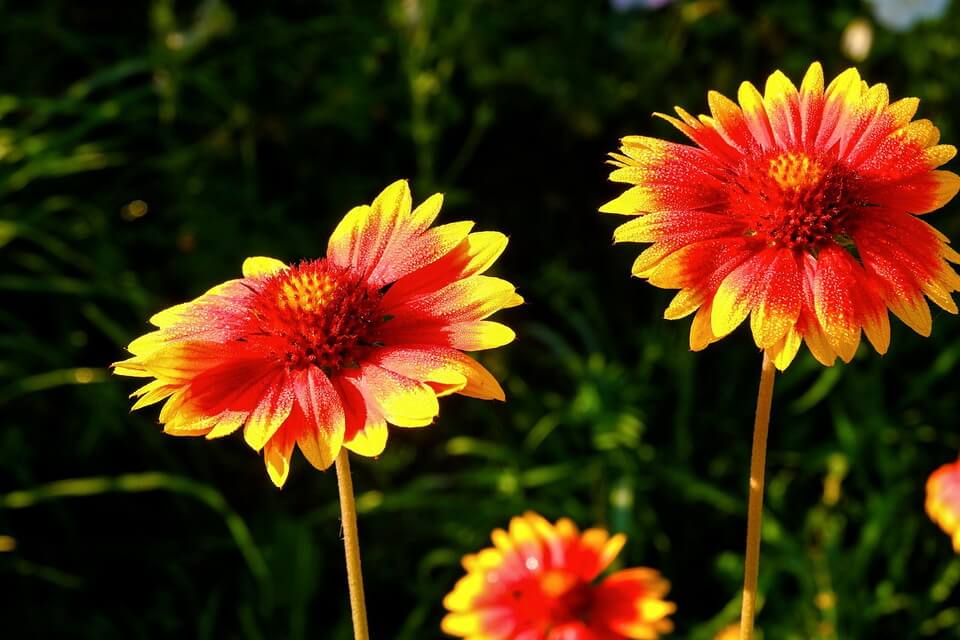 Красиві літні квіти з фото - полум’янка (Gaillardia)