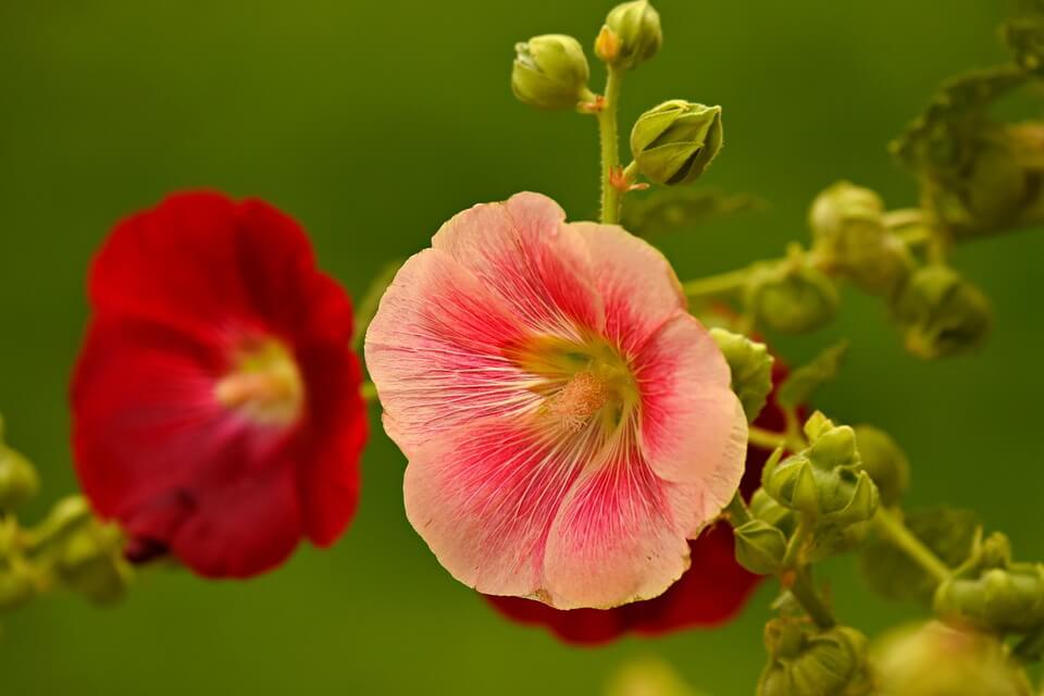Квіти, що цвітуть все літо - мальви або калачики (Malva)