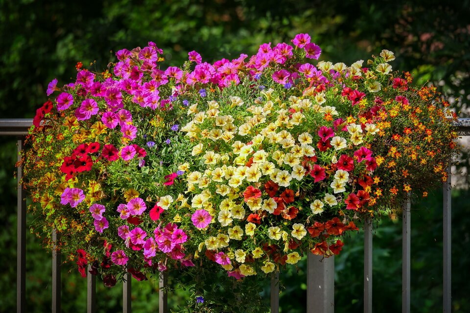Літні квіти з фото - петунія (Petunia)