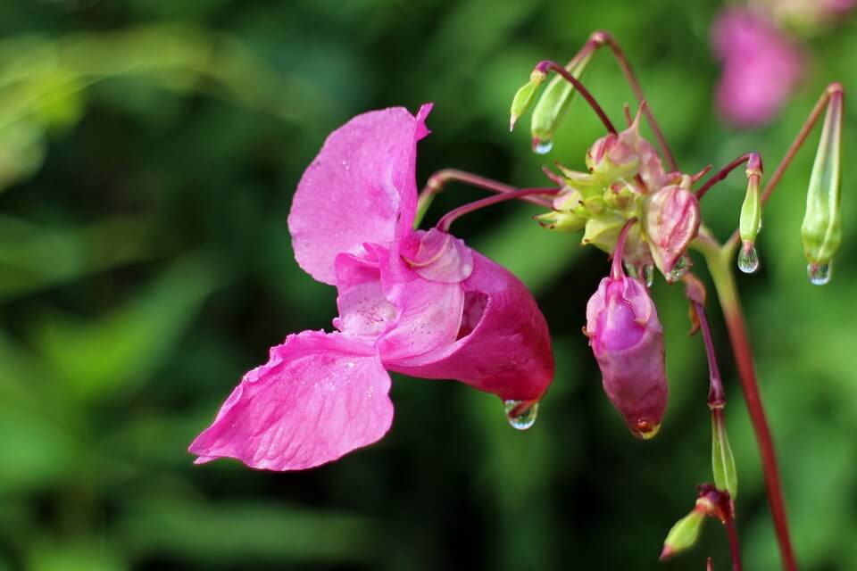 Літні квіти з фото - розрив-трава (Impatiens)