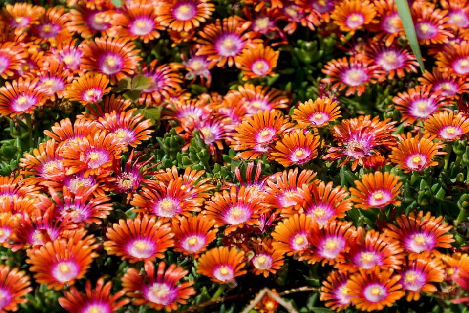 Красиві квіти, що цвітуть все літо - Делосперма (Delosperma)