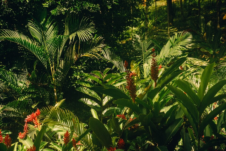 Тропічний ліс – визначення біома