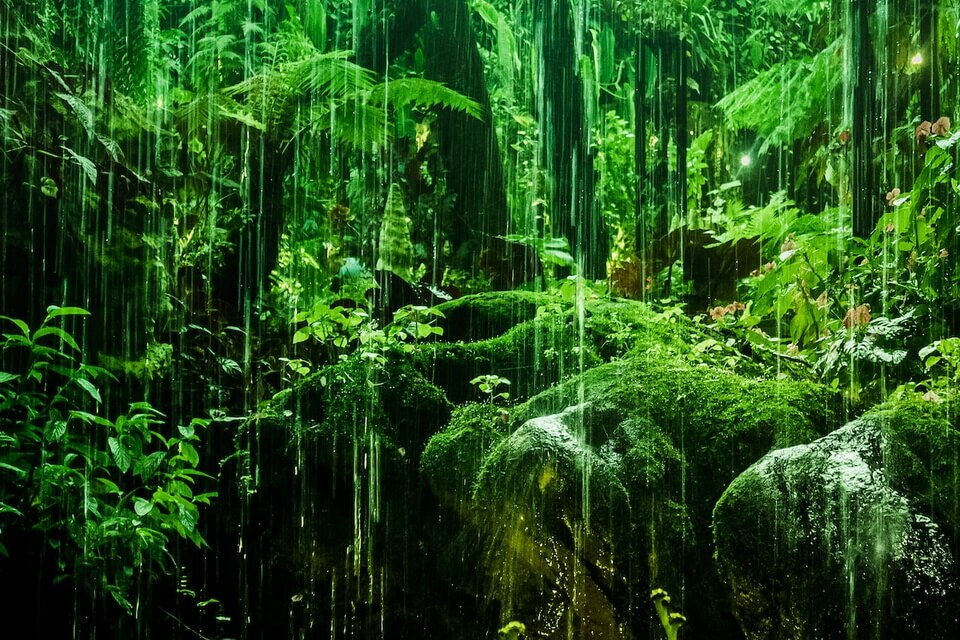 Загальні характеристики тропічного лісу