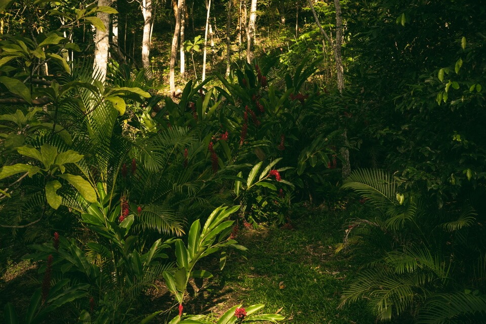 Ґрунти тропічного лісу