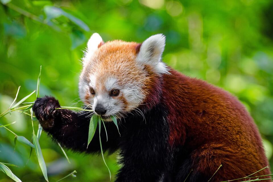Гімалайська або червона панда – класифікація та наукова назва
