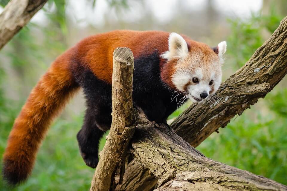 Як виглядає гімалайська або червона панда