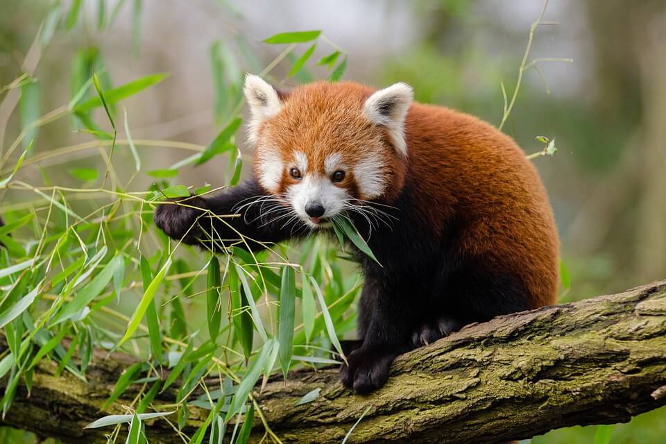 Гімалайська або червона панда - фото, опис, цікаві факти