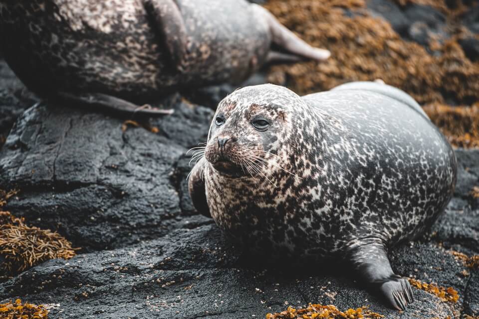 Цікаві факти про тюленя
