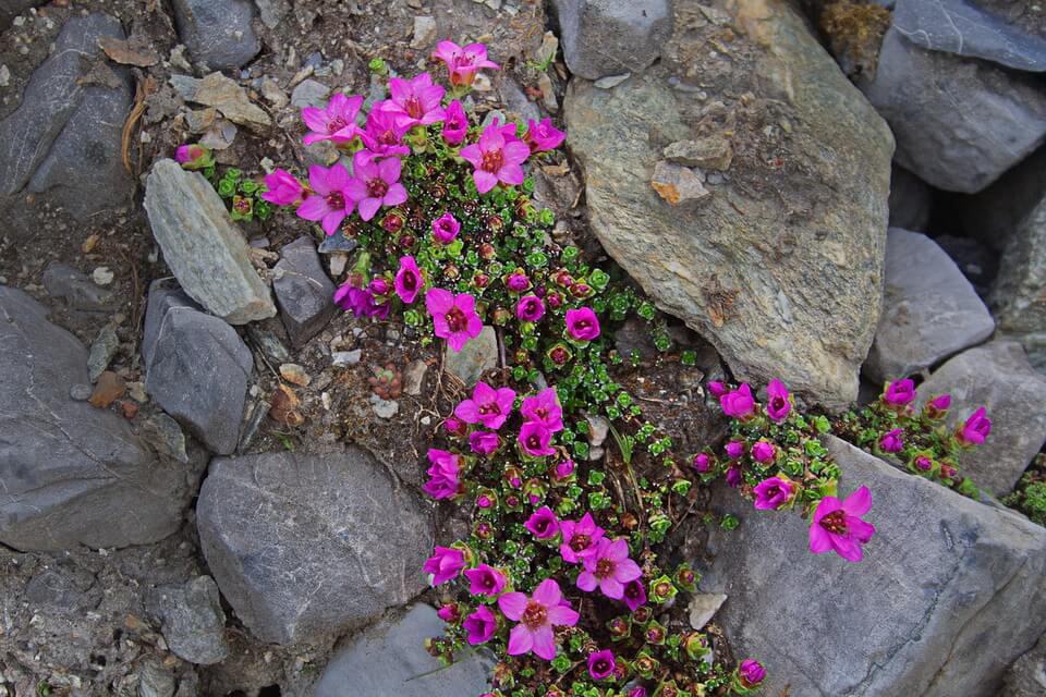 Квіти тундри - Ломикамінь супротивнолистий (Saxifraga oppositifolia)