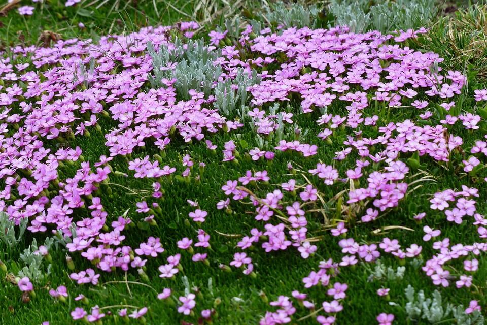 Квіти тундри з фото - смілка безстебла (Silene acaulis)