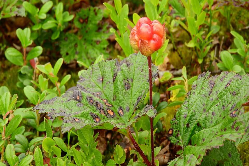 Ягоди тундри - Морошка (Rubus chamaemorus)
