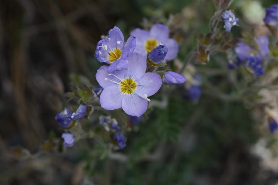 Квіти тундри з фото - синюха арктична або північна (Polemonium boreale)