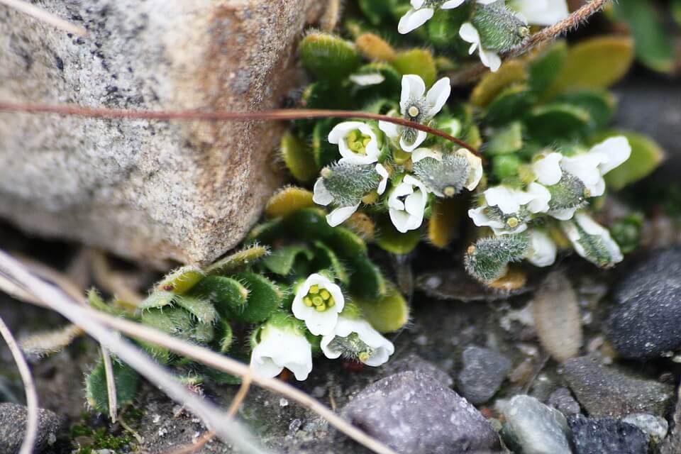 Квіти тундри з фото - Крупка арктична (Draba arctica)