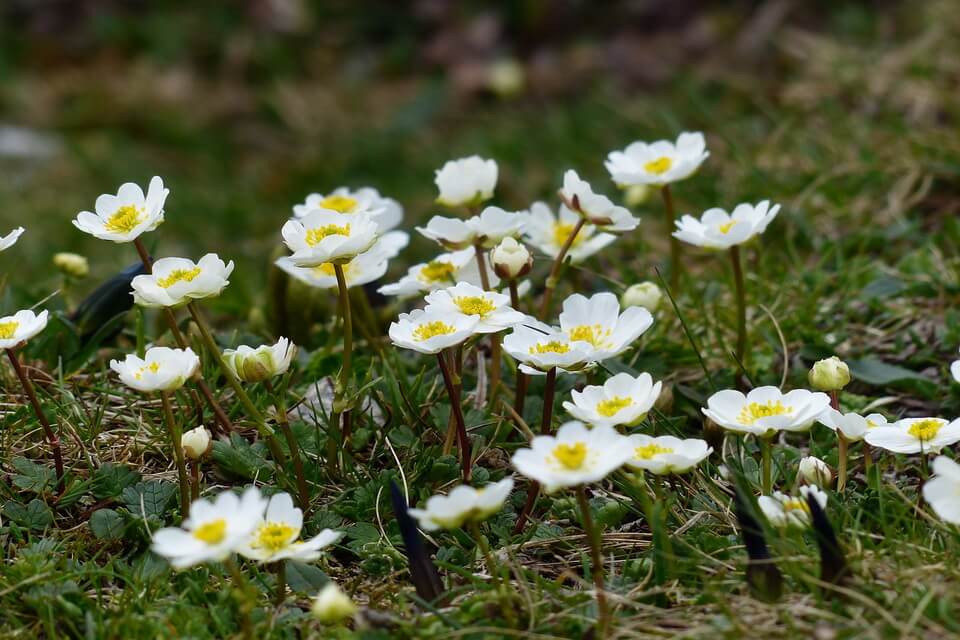 Квіти тундри альпійської – Дріада восьмипелюсткова або гірська (Dryas octopetala)
